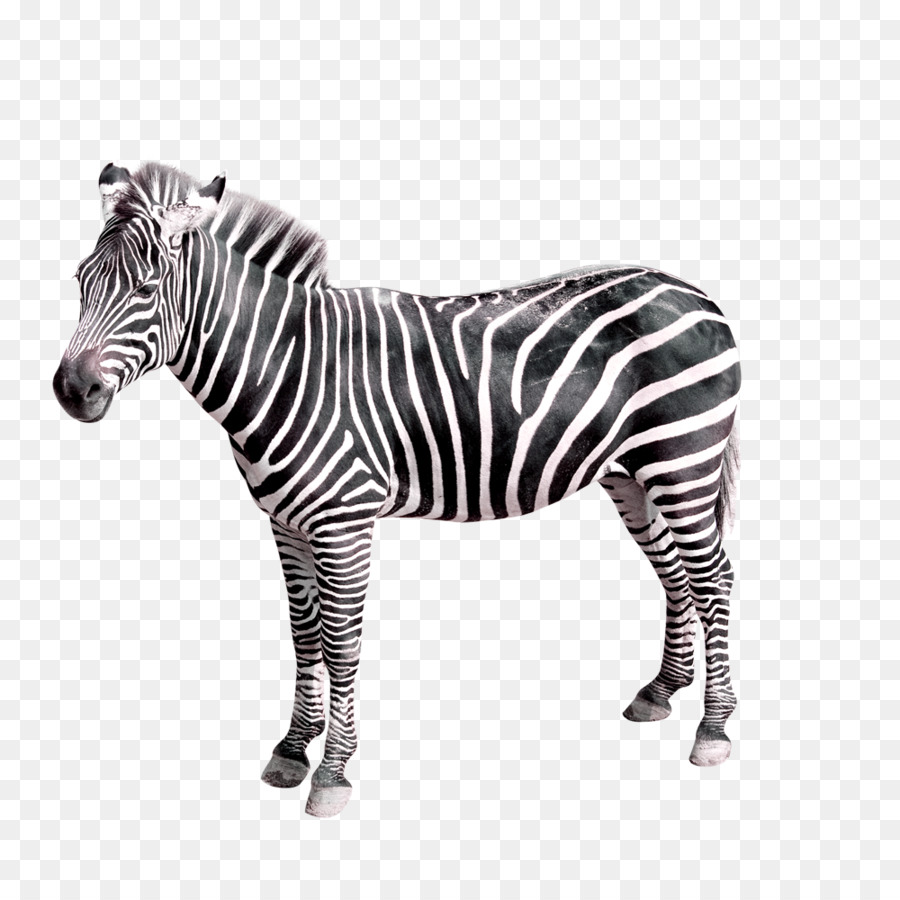 Zebra - zebra png download - 1000*1000 - Free Transparent Zebra png Download.