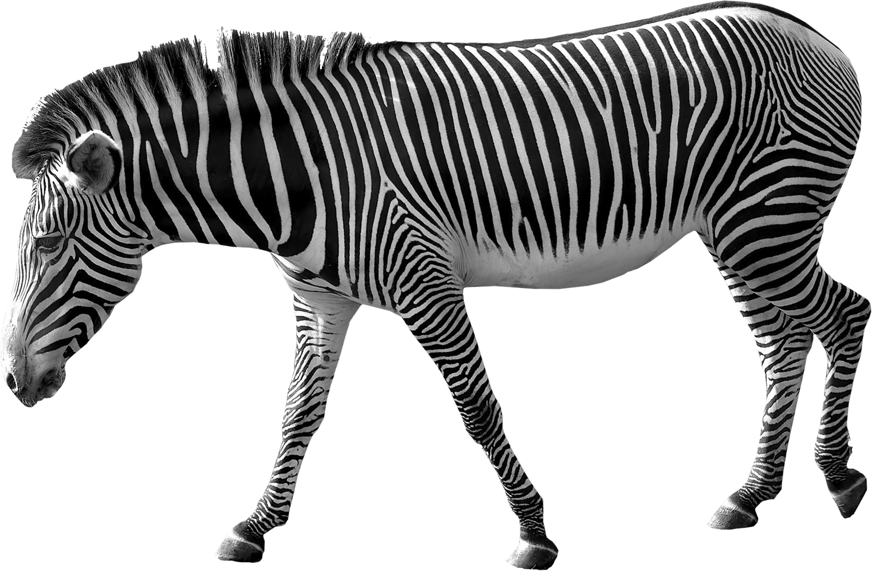 Zebra Clip Art Zebra Png Image Png Download 17251130 Free