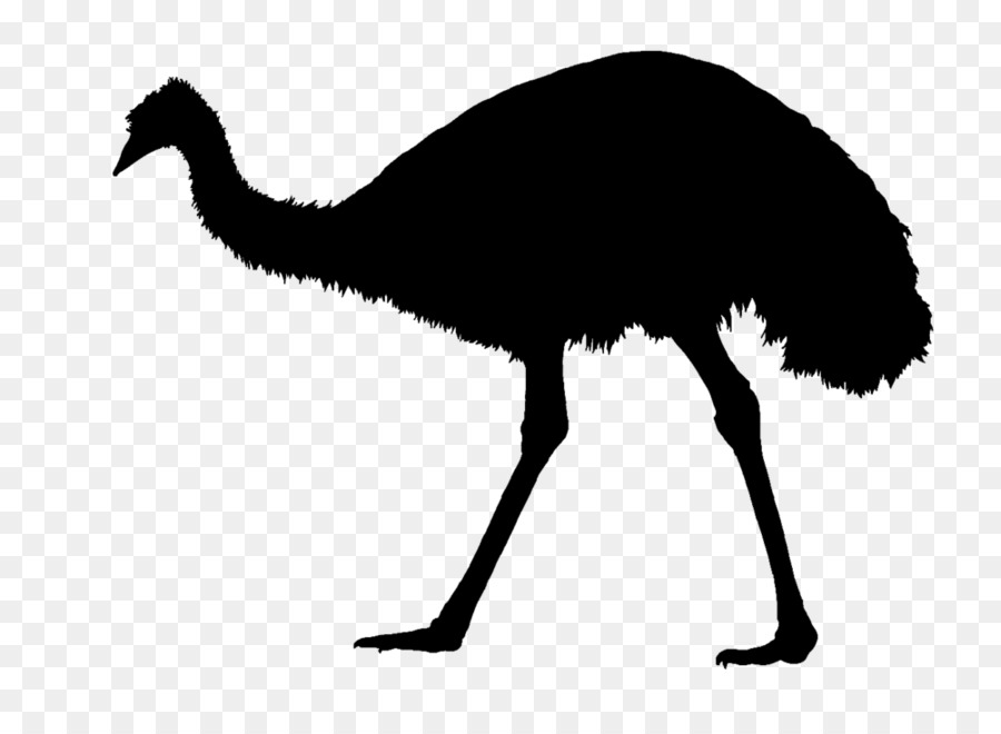 Common ostrich Emu War Silhouette Bird - Silhouette png download - 1000*716 - Free Transparent Common Ostrich png Download.