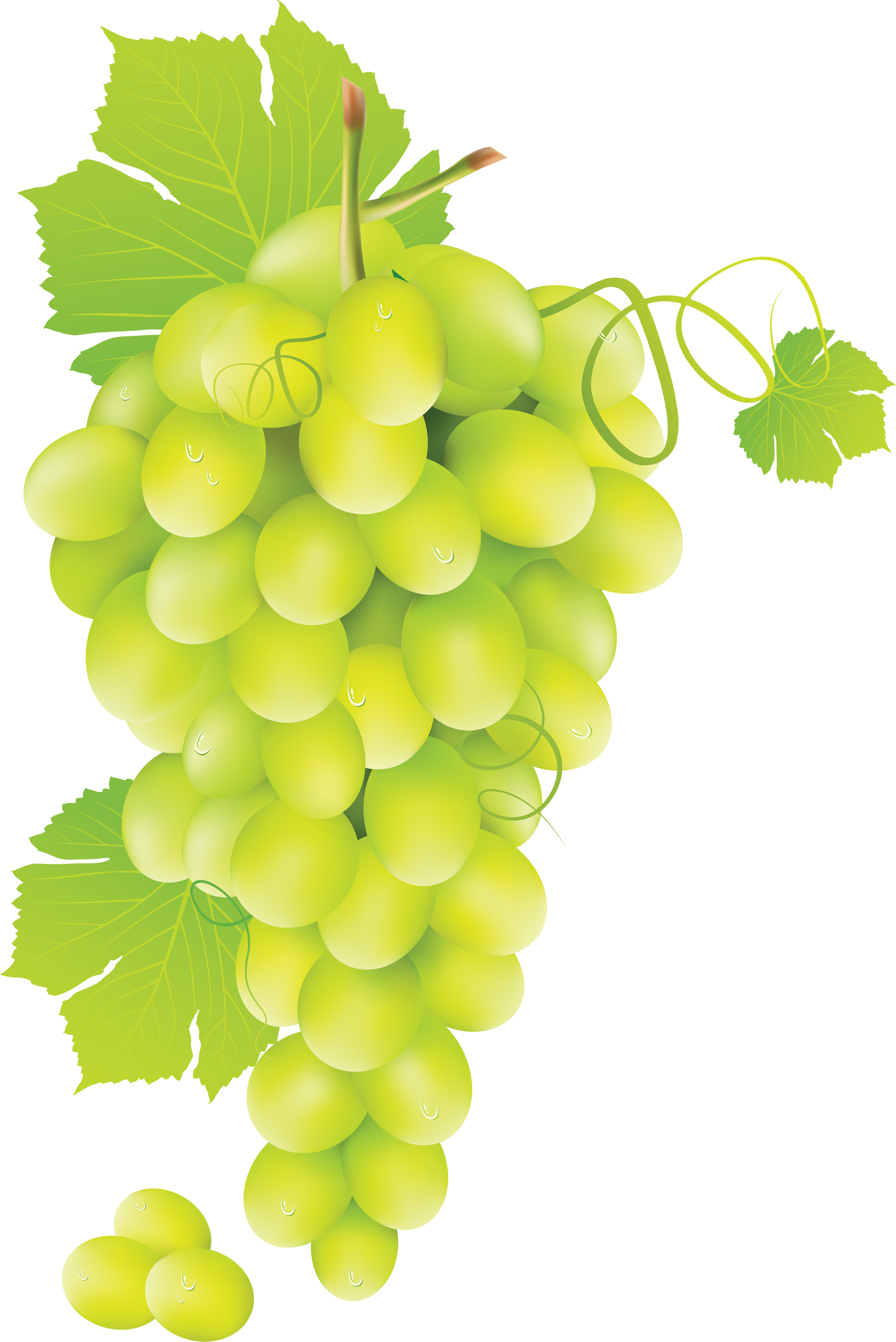 Green grapes clipart 