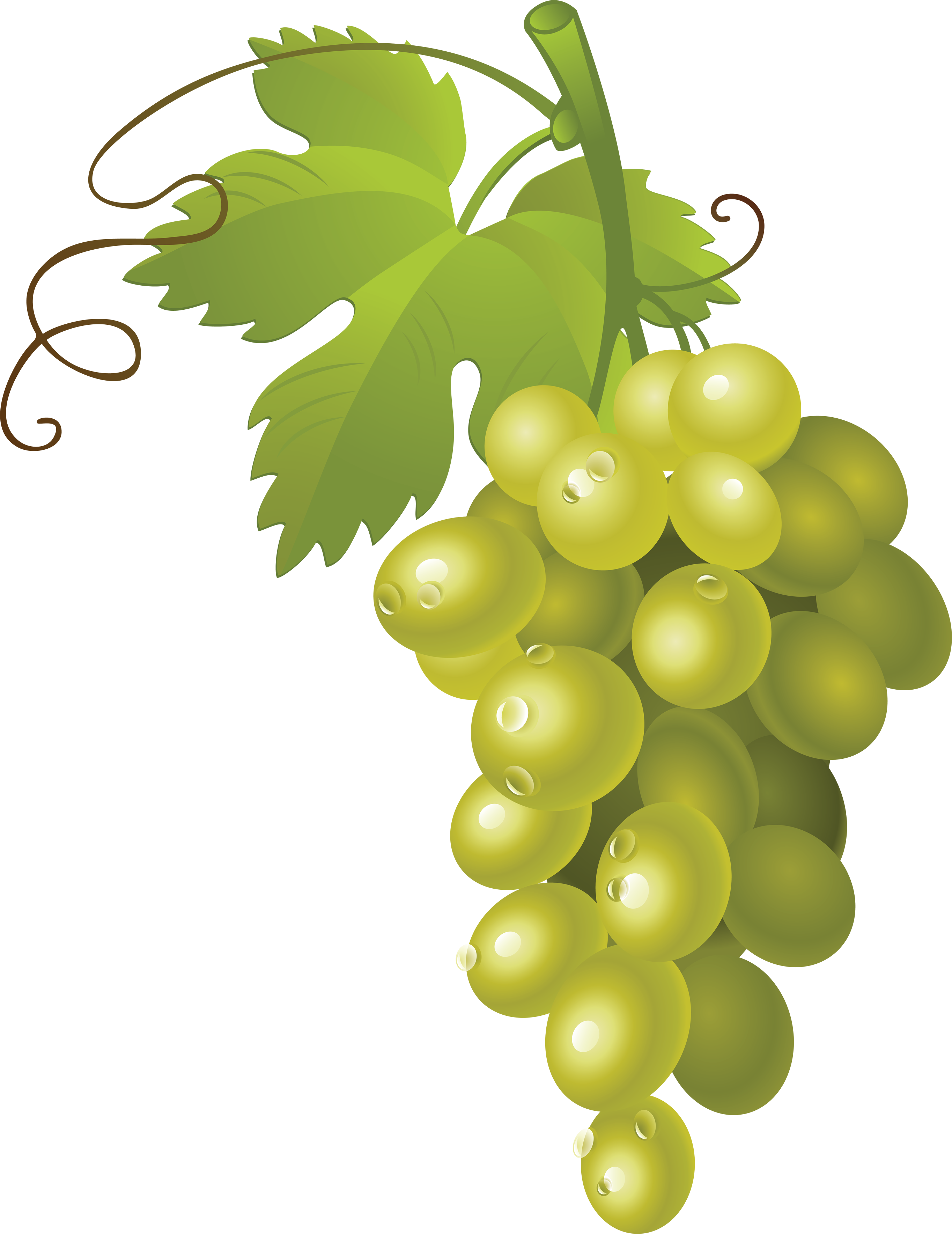 Free Grapes Vector Png Download Free Grapes Vector Png Png Images 