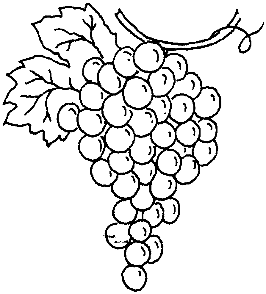 Clipart of grapes black and white 