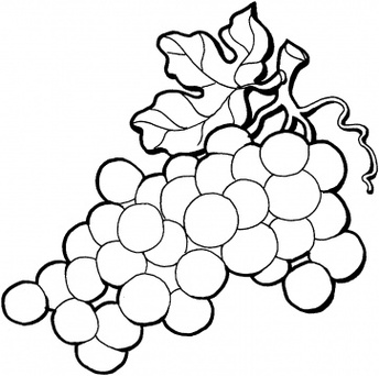 Outline Of Grapes 