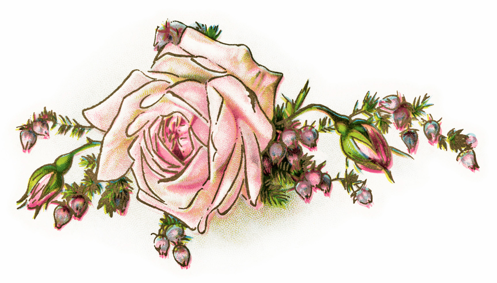 1795 Vintage Flowers Clipart Vintage Graphic PNG Clip Art Flower