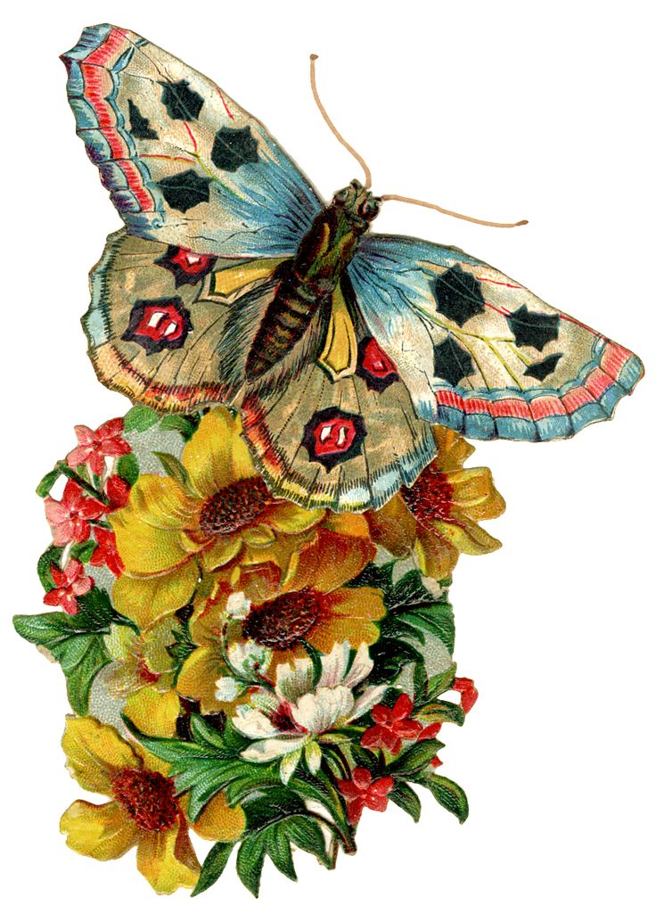 free-victorian-butterfly-cliparts-download-free-victorian-butterfly-cliparts-png-images-free