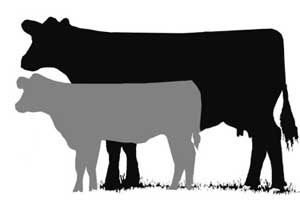 cow calf silhouette