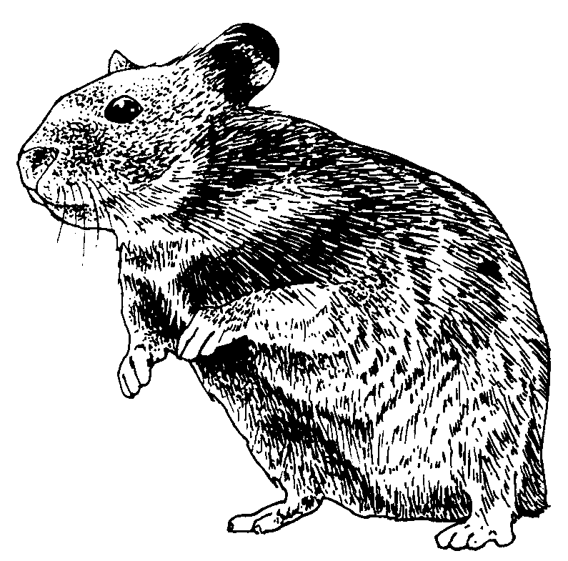 Hamster clipart black and white 