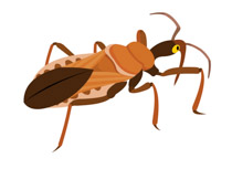 Free Insect Clipart 