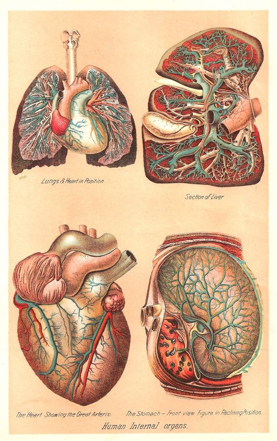 Antique Image: Vintage Medical Clip Art: Human Body Graphic of 4 