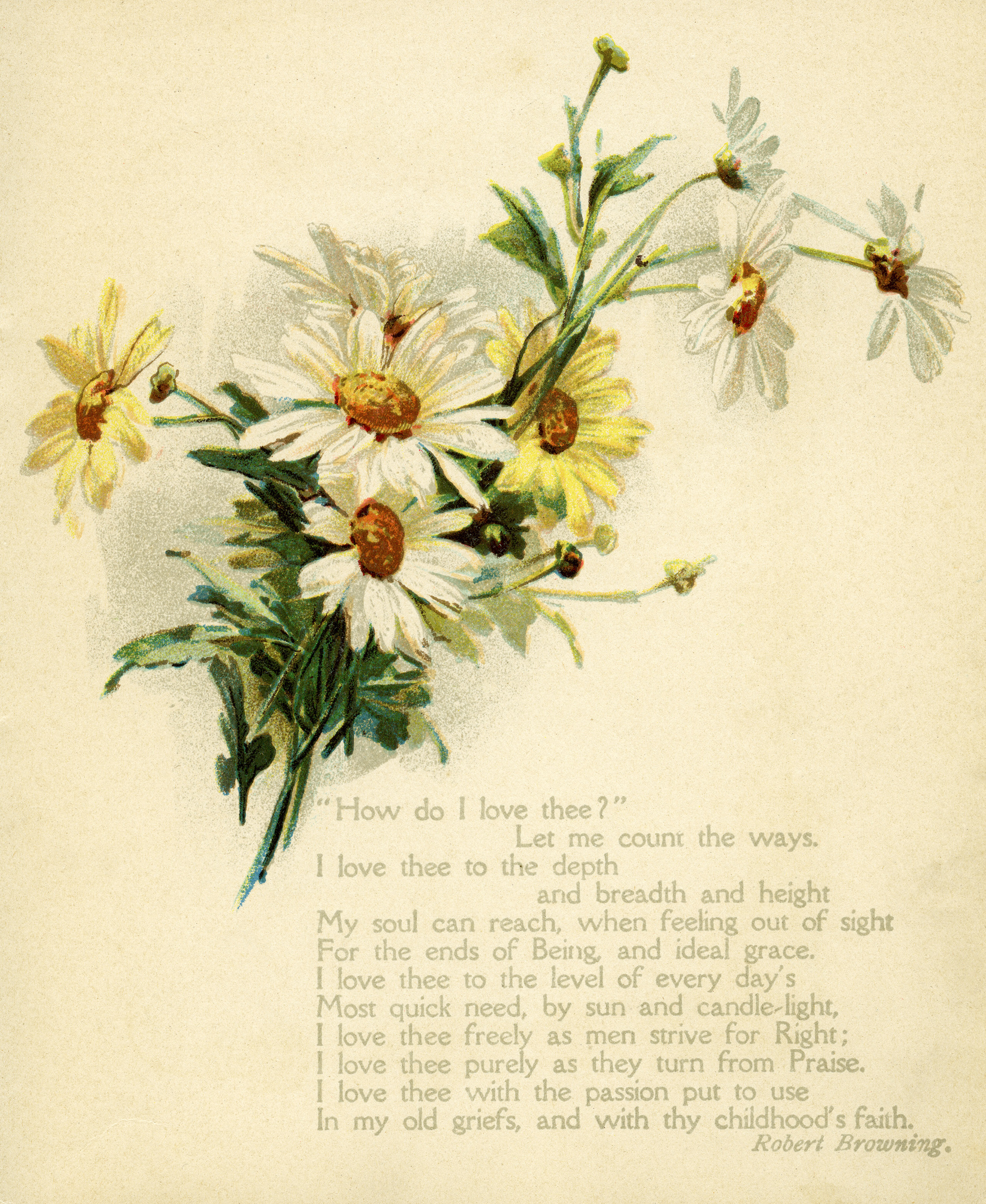 vintage daisy illustration, how do I love thee, Robert Browning 