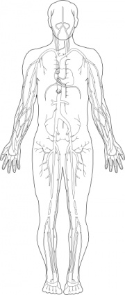 Free Medical Body Cliparts, Download Free Clip Art, Free Clip Art on