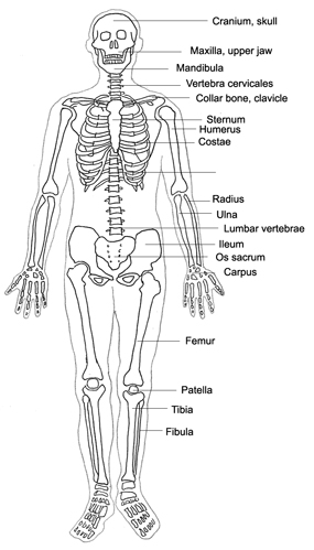Human Body Diagram 