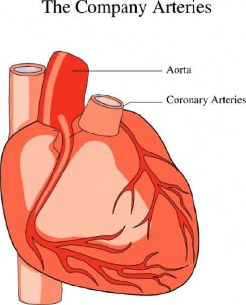 Human heart in body clipart 