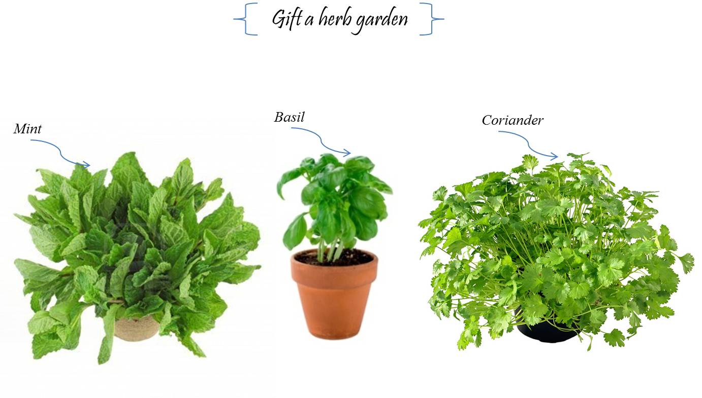 free herb garden clipart - photo #2