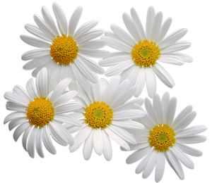 Free Chamomile Cliparts, Download Free Chamomile Cliparts png images