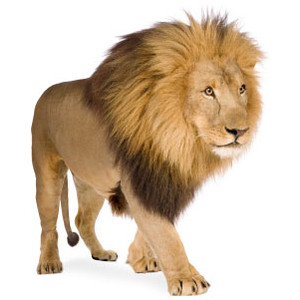 Free African Lion Clipart Pictures 