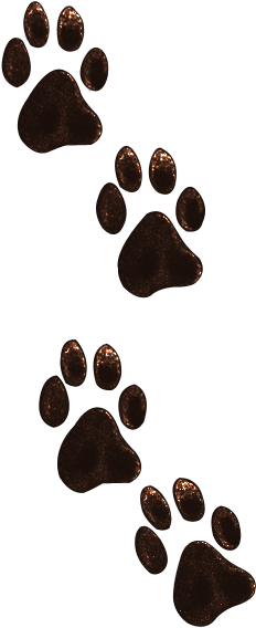 Lion Footprint Clipart 