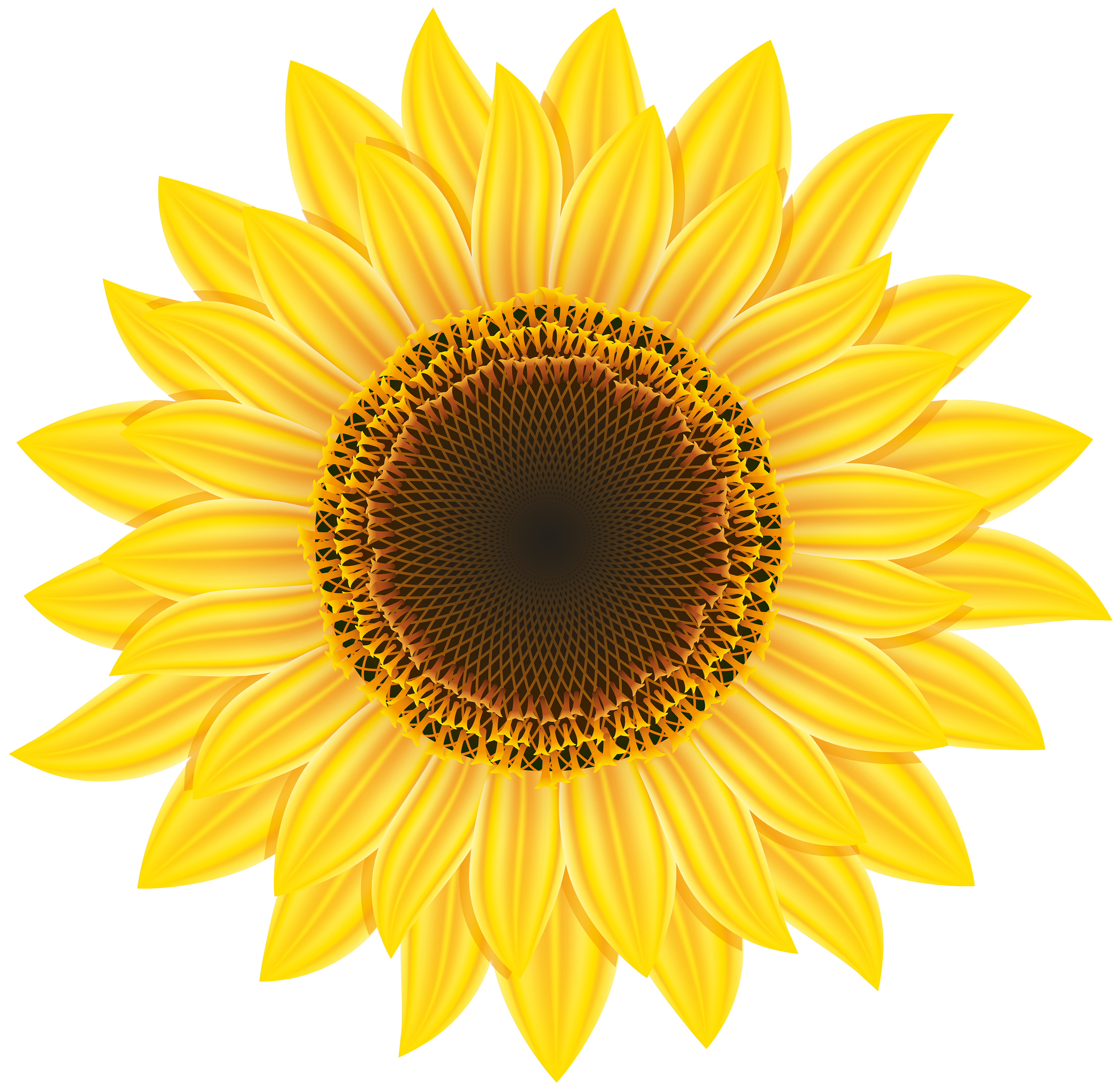 Sunflower clipart image free – Gclipart 