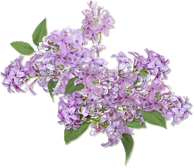 Clip Art Flowers Purple Lilacs Clipart 