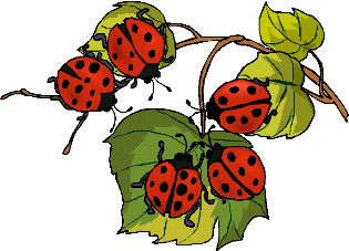 Ladybug Pictures Cartoon 