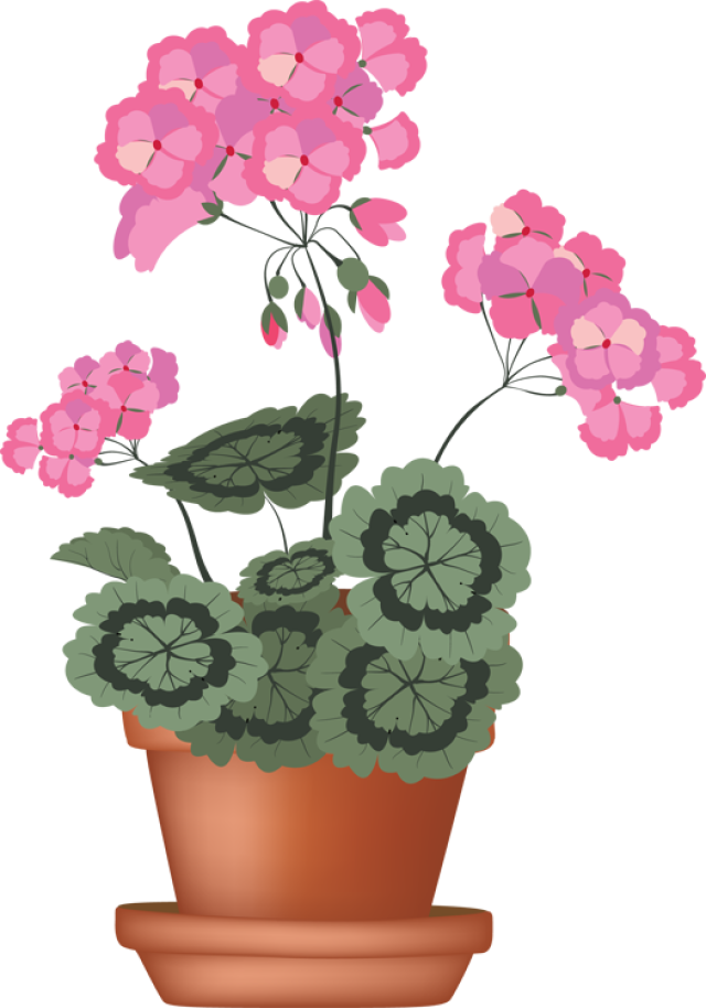 Clip Art Of A Geranium In A Flower Pot 