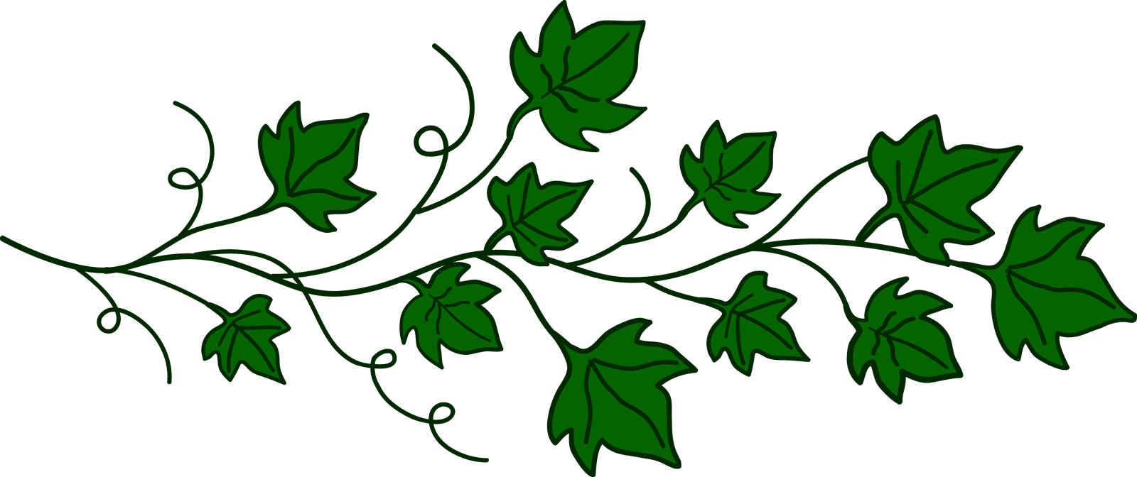 ivy leaves drawing.