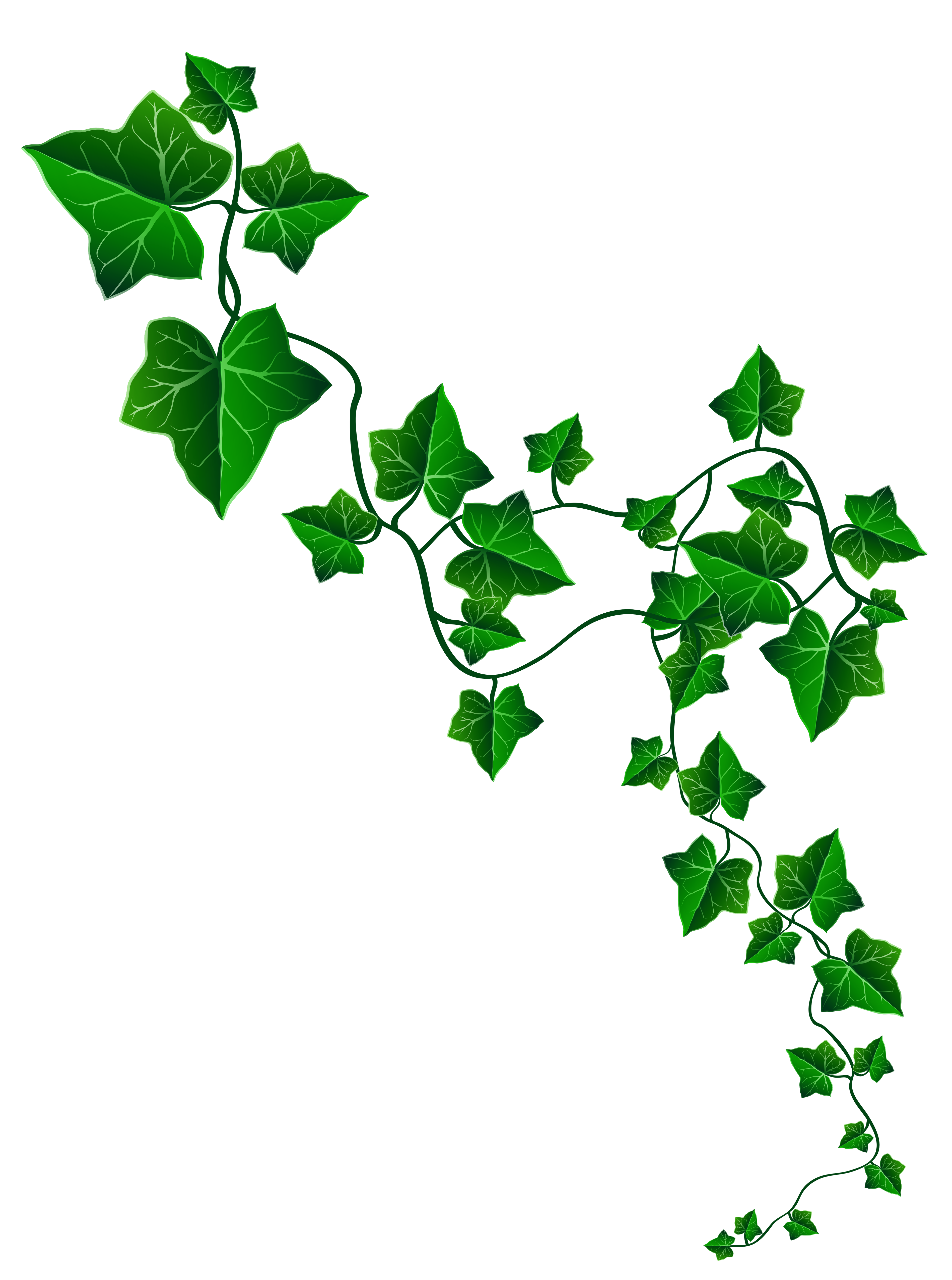 Free Vine Cliparts Transparent Download Free Vine Cliparts Transparent Png Images Free