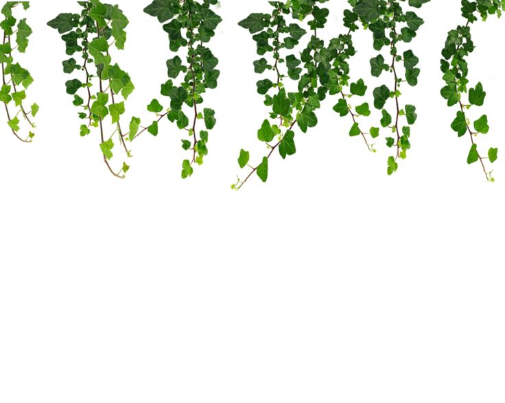 Free Vine Cliparts Transparent, Download Free Vine Cliparts Transparent