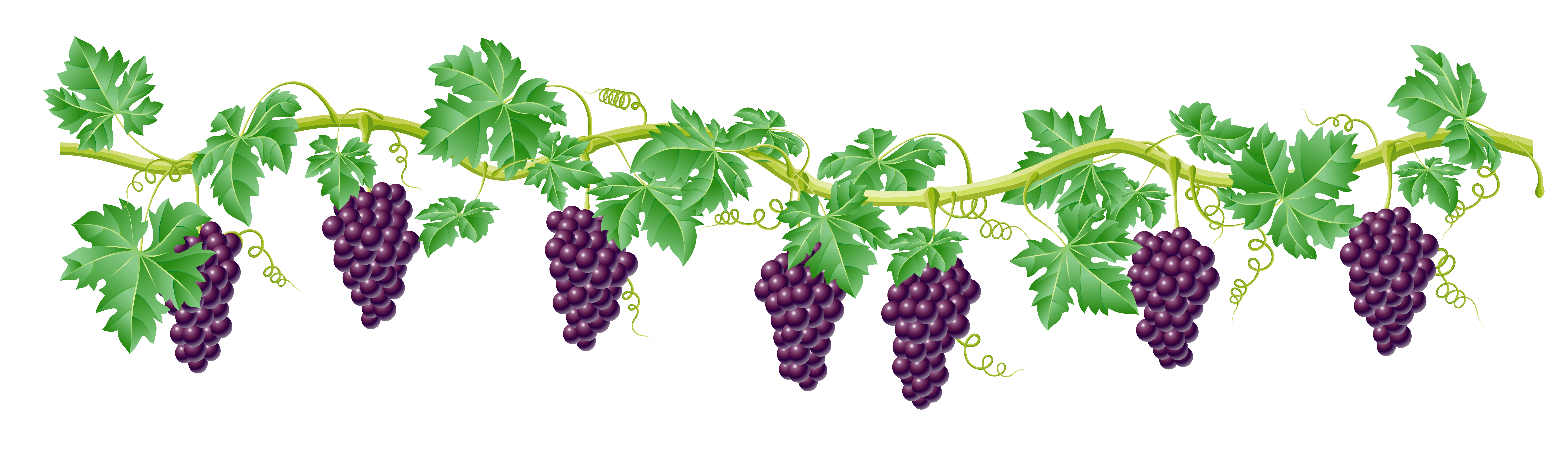 transparent background grape vine clipart Clip Art Library