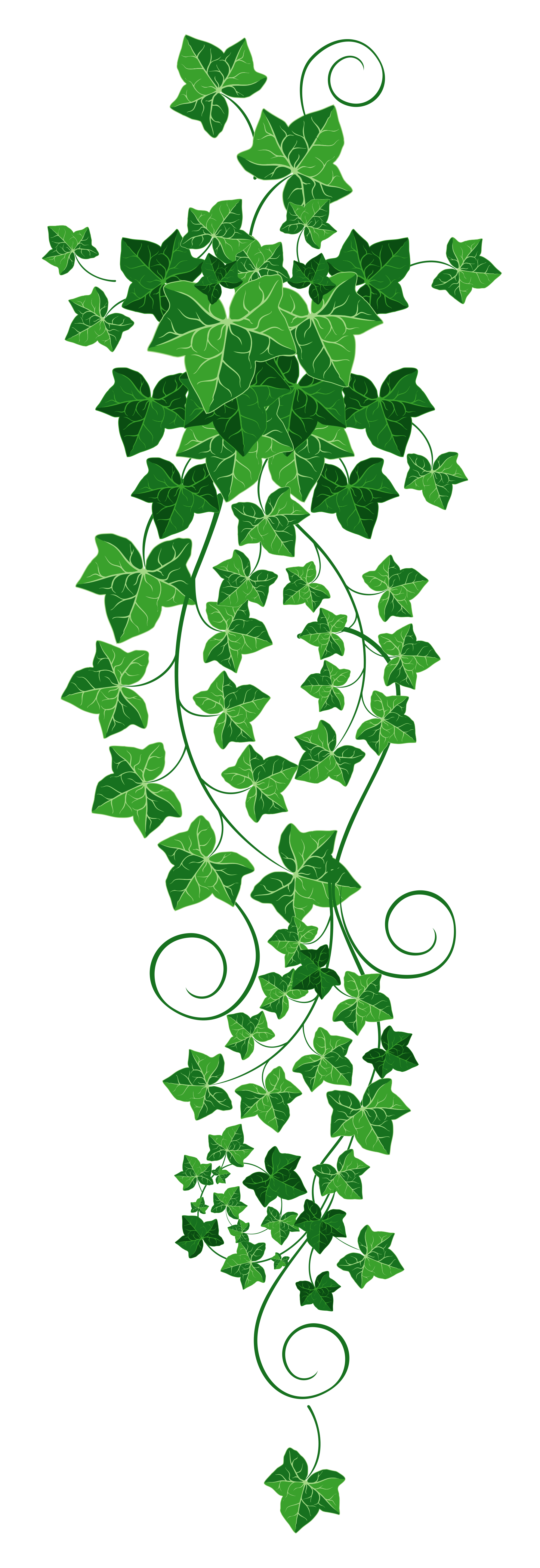 Vine Ivy PNG Clipart Picture 