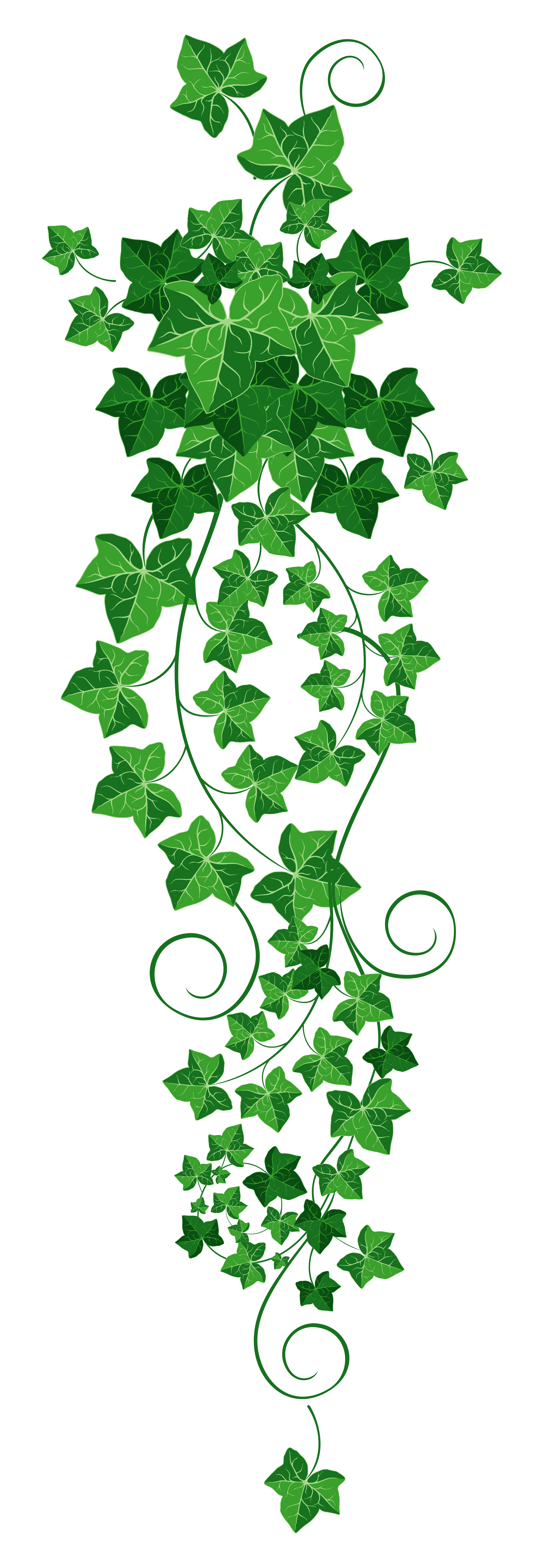 Free Ivy Leaf Png, Download Free Ivy Leaf Png png images, Free ClipArts