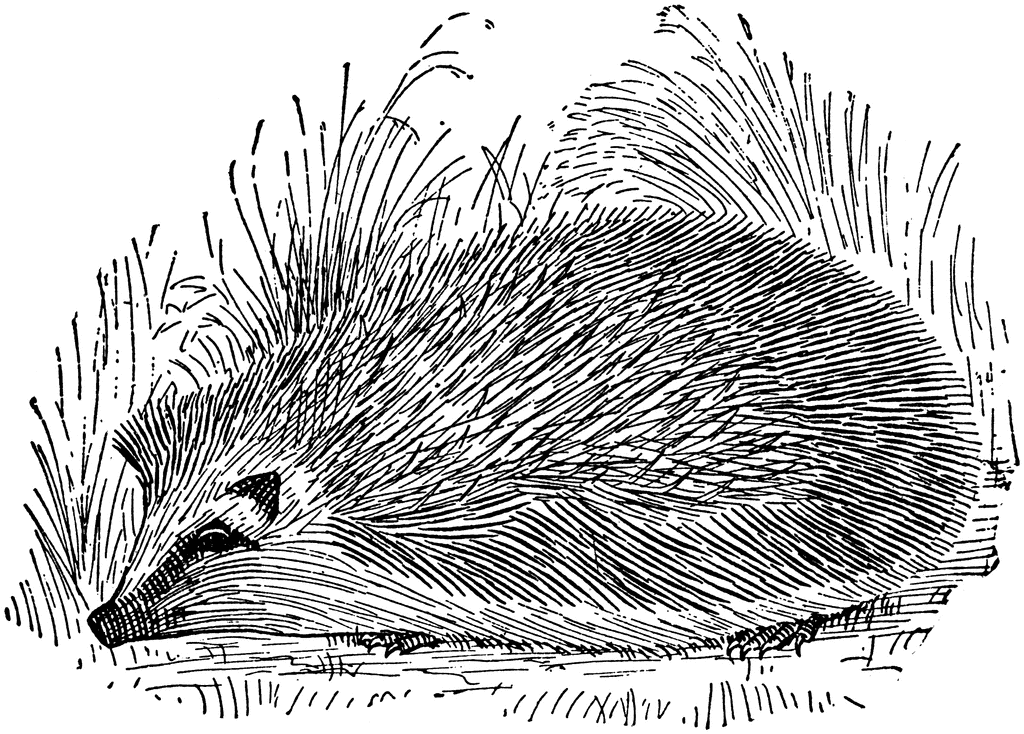 Free Hedgehog Outline Cliparts, Download Free Hedgehog Outline Cliparts