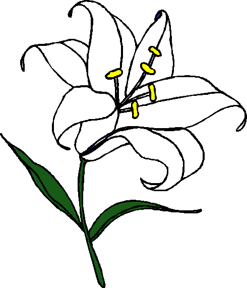 Easter Lily Photo 