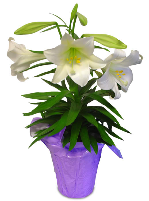 Clipart easter lily 