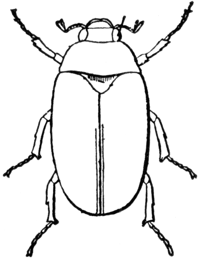 Beetle Clipart 