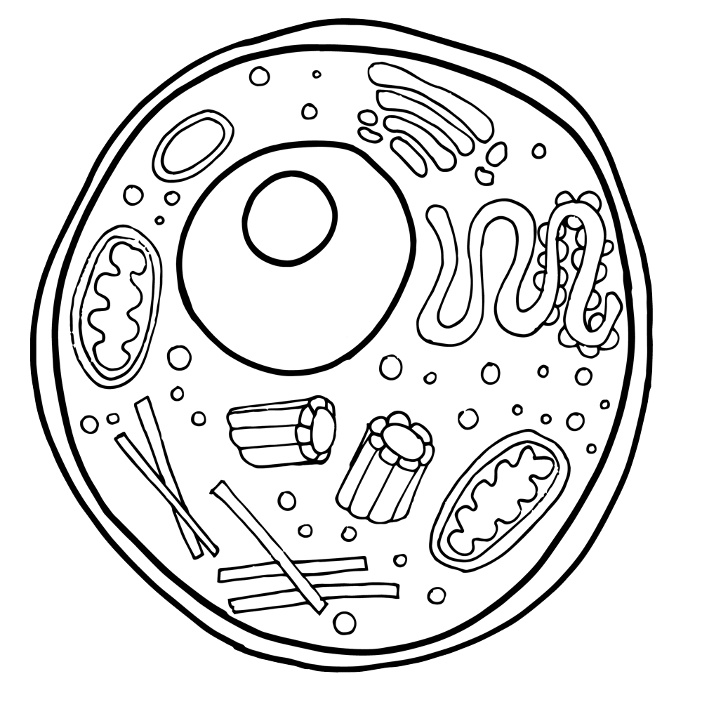 Free Animal Cell Diagram Black And White, Download Free Animal Cell