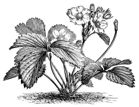 strawberry plant illustration, botanical clip art, vintage berry 