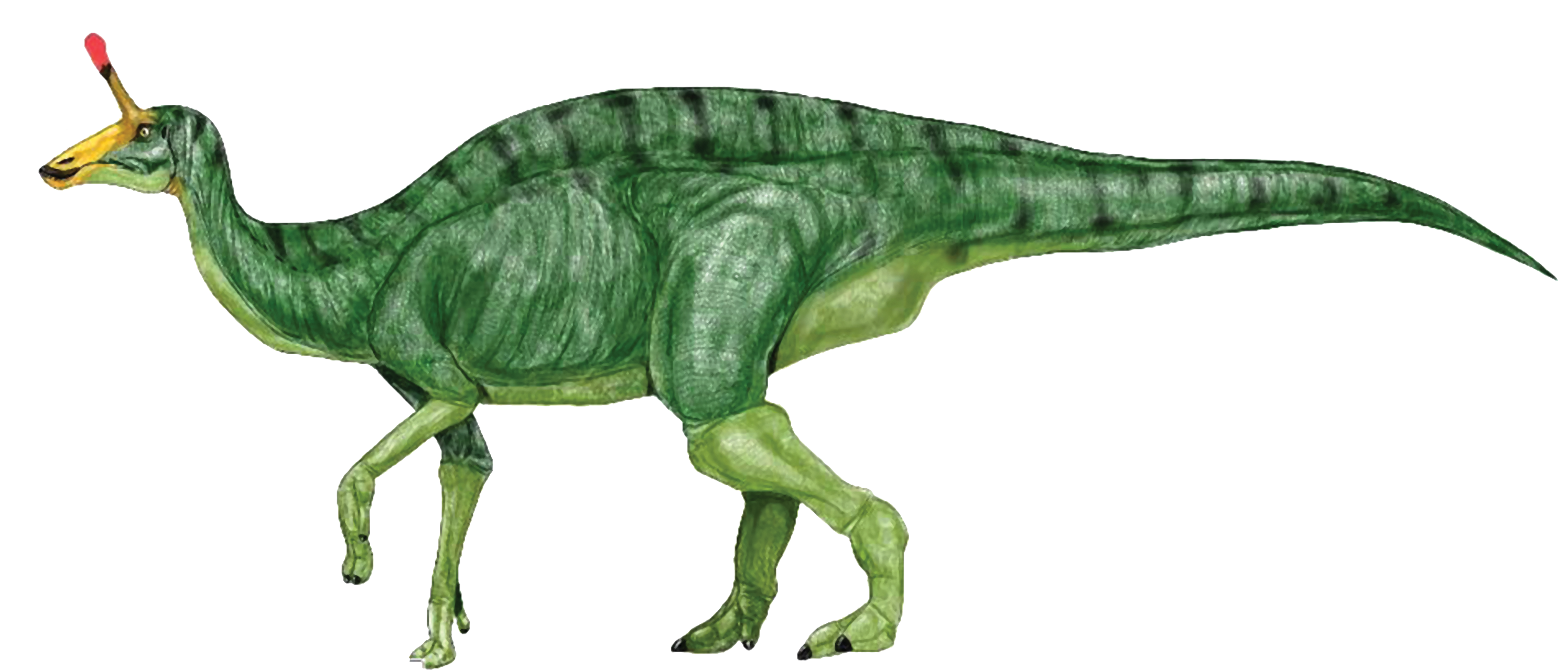 Realistic dinosaur clipart kid 