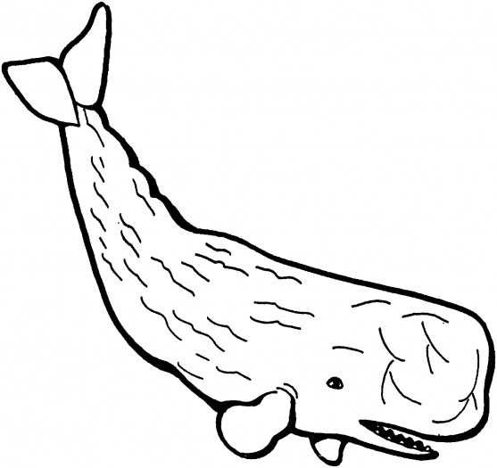 Sperm Whale Clip Art 