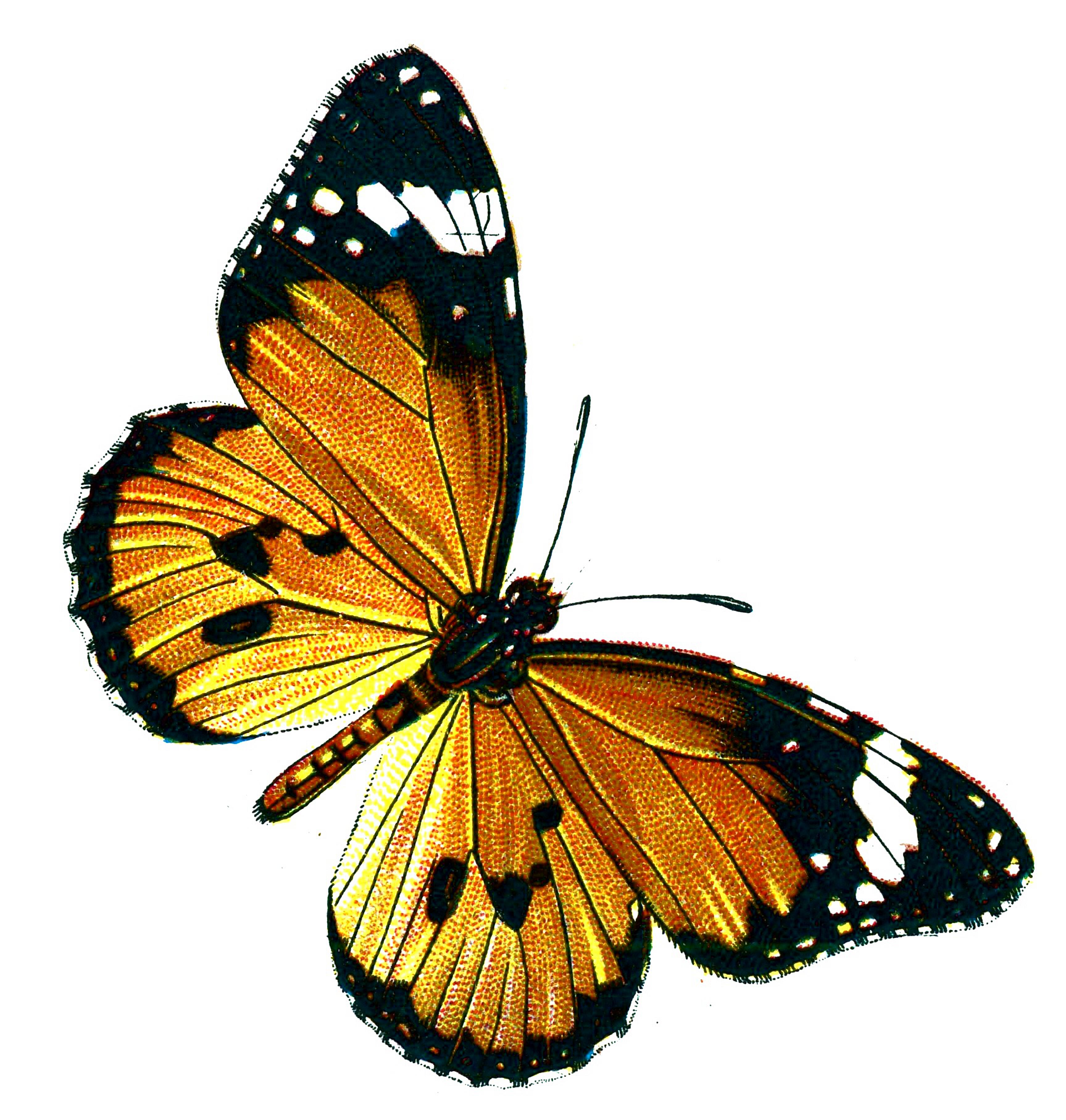 Public domain butterfly clipart