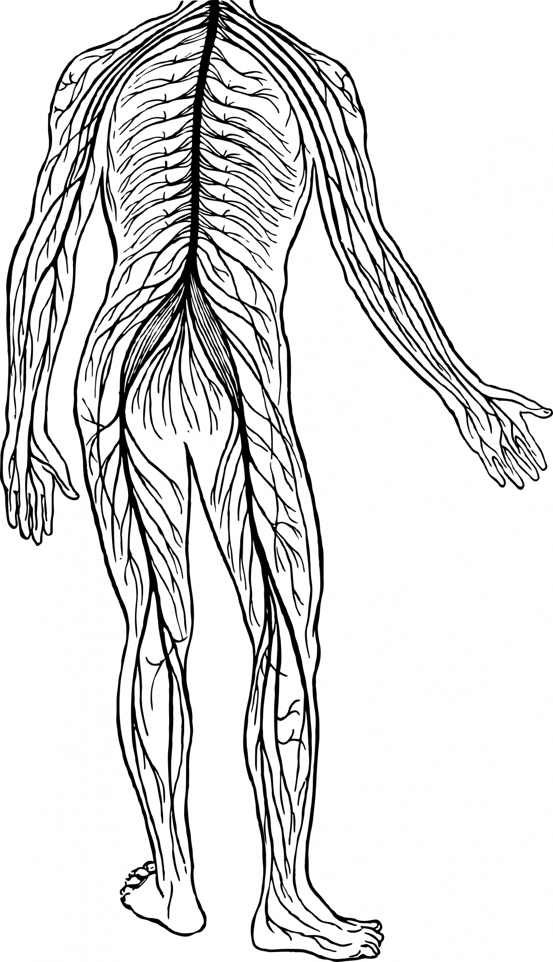 Central Nervous System Coloring Page Sketch Coloring Page