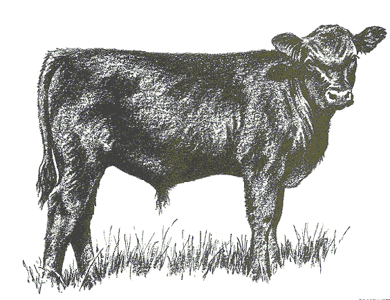 Black Steer Cow Clipart 