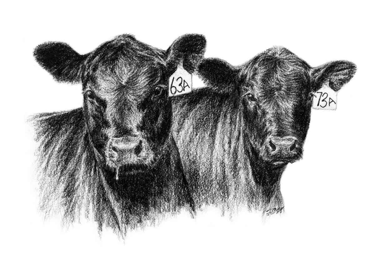 Black Steer Cow Clipart 