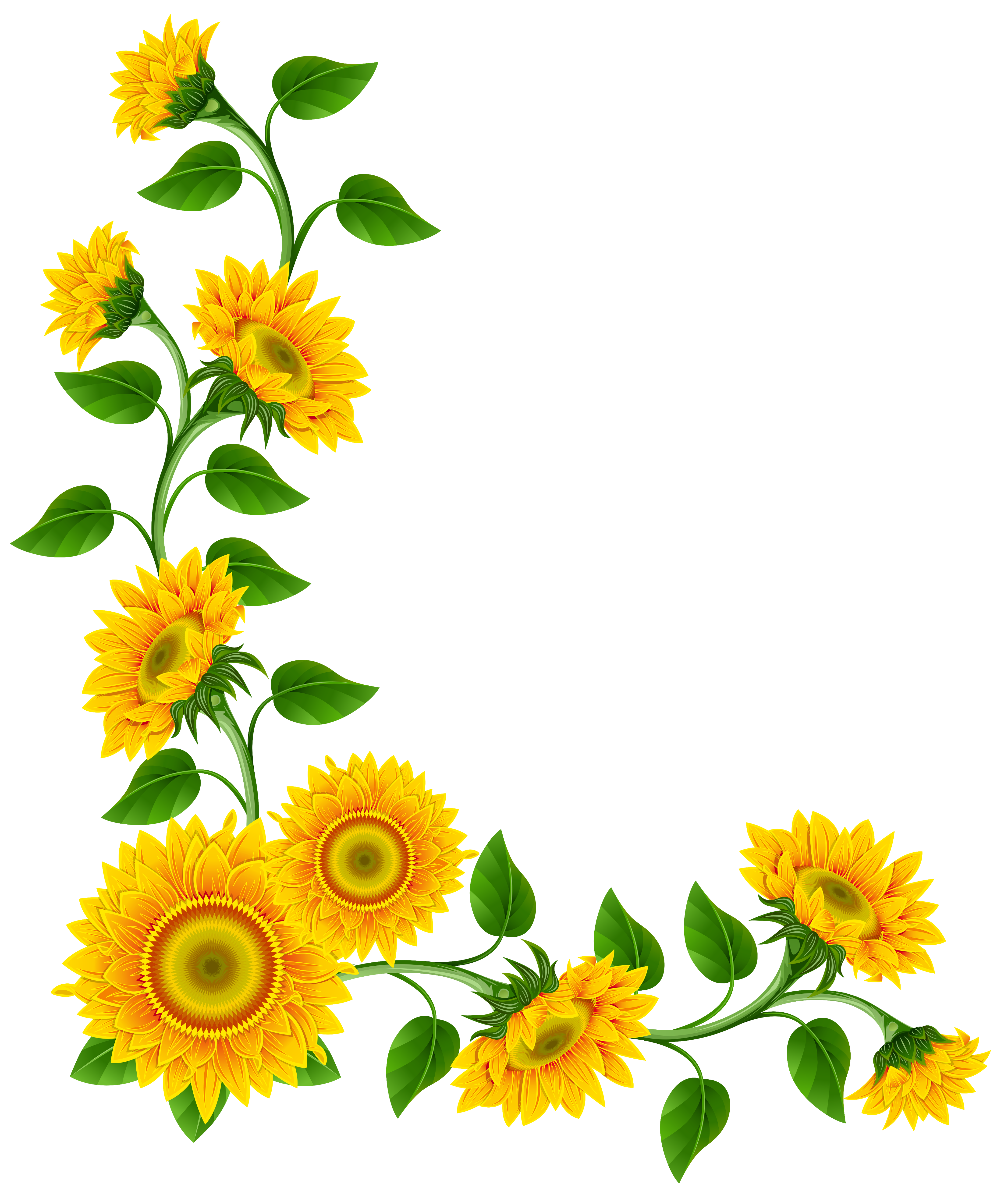 Free Sunflower Border Cliparts Download Free Sunflower Border Cliparts 