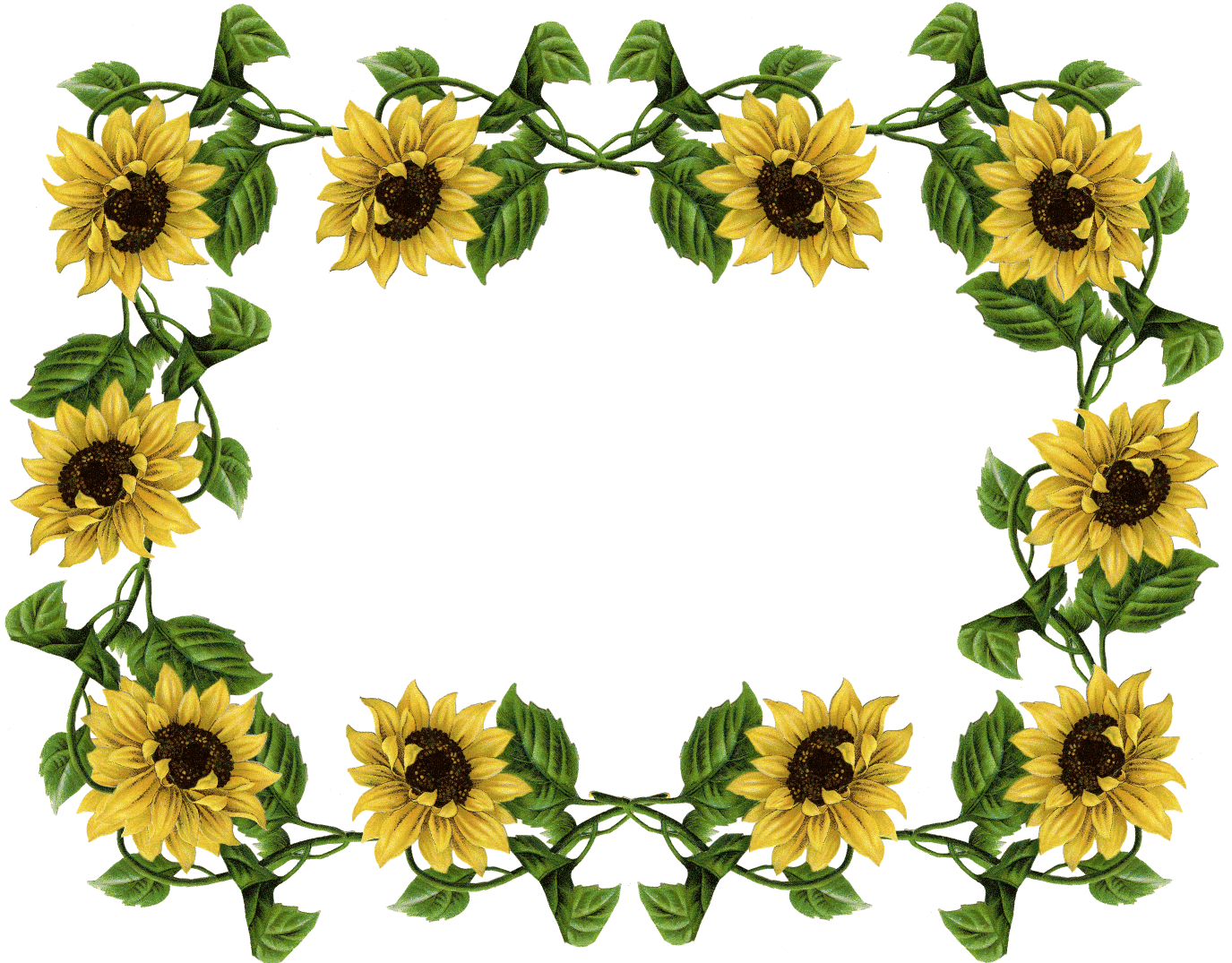 Sunflower Border Clipart 