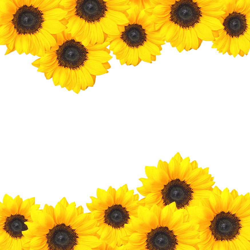 Sunflower border clip art free.