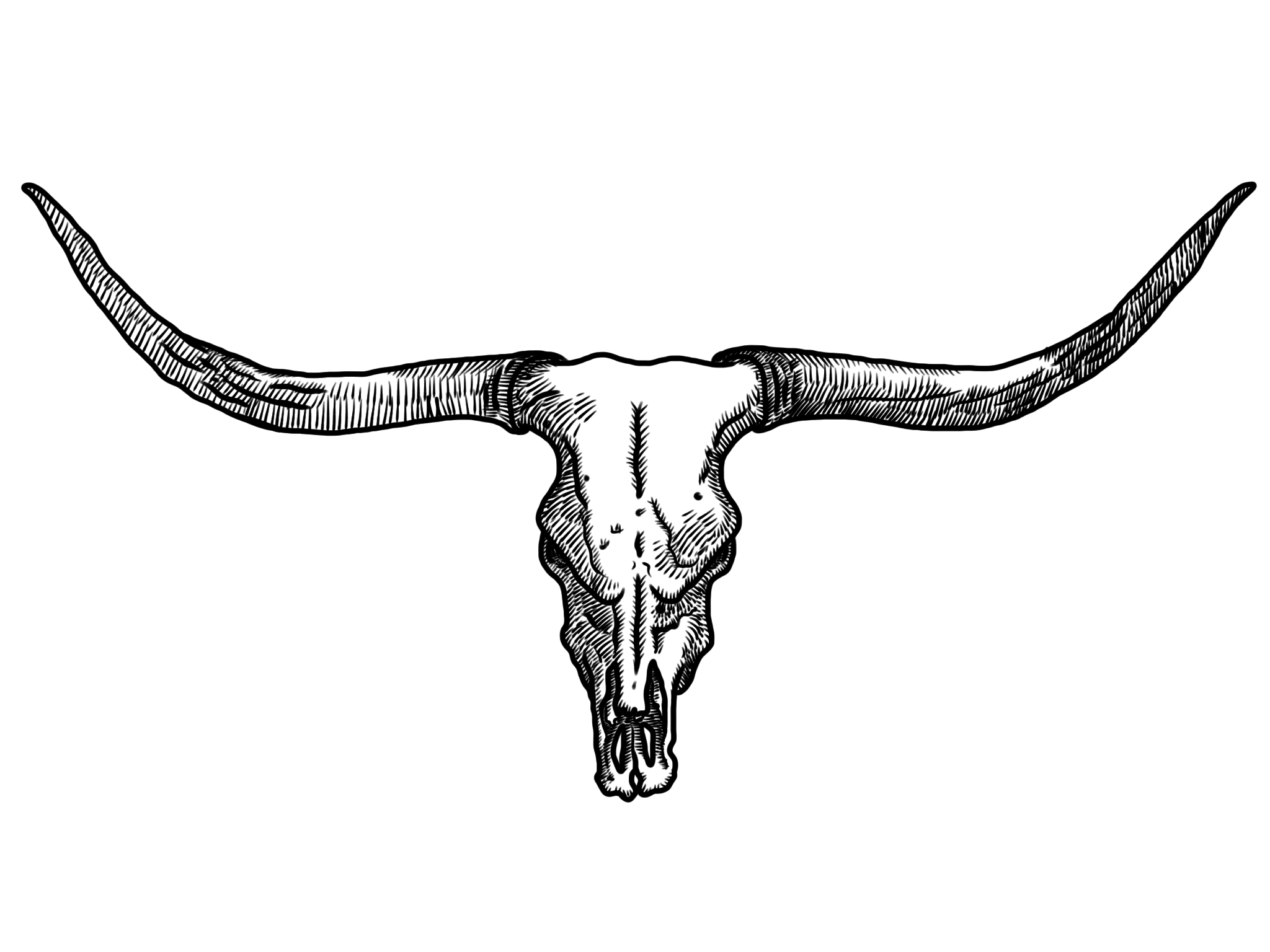 Longhorn skull clipart 