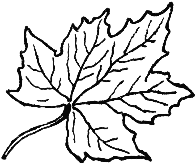 Clip Art Maple Leaf 