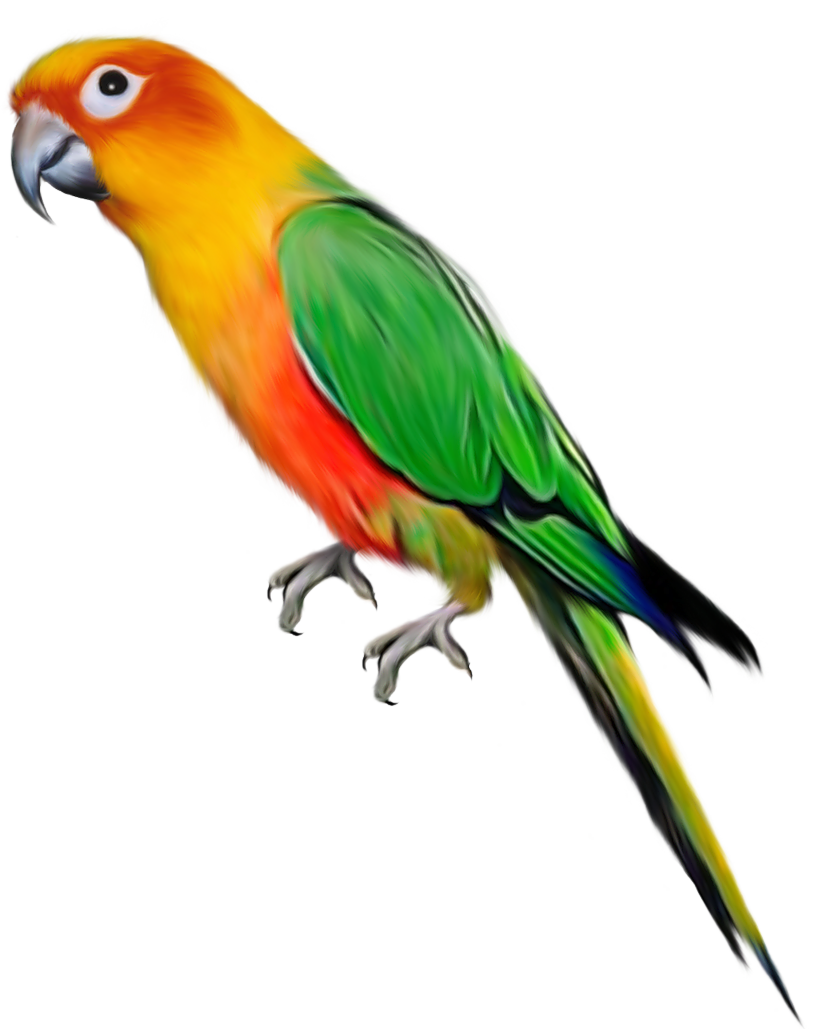 Pet Parrot Clipart 