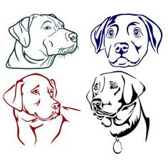 Dog lab, Labrador dogs and Labradors 